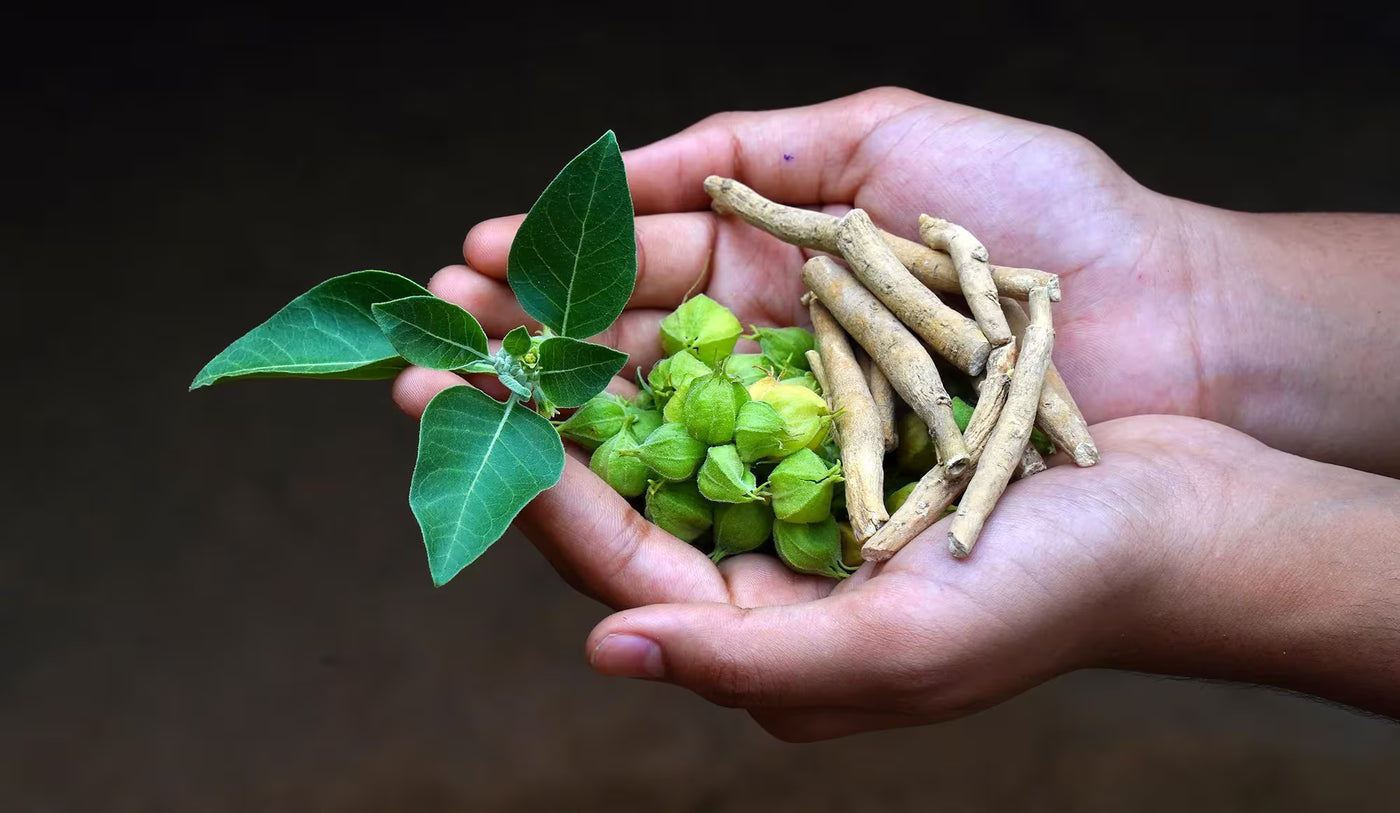Withania somnifera